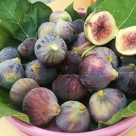 D'aragona 奥特朗托