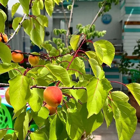 D'aragona 게스트하우스 4*